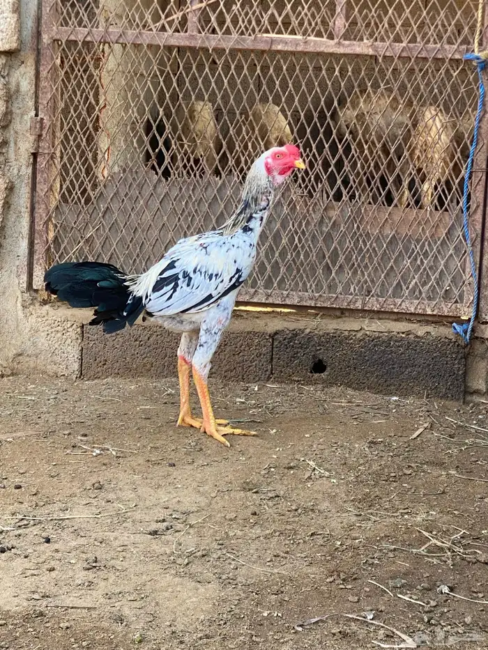 ديوك باكستاني مستوى طيب 2