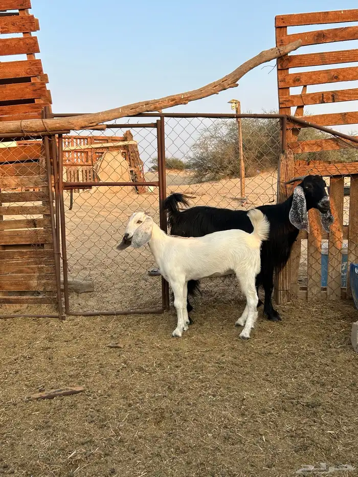 معزا عوارض 4