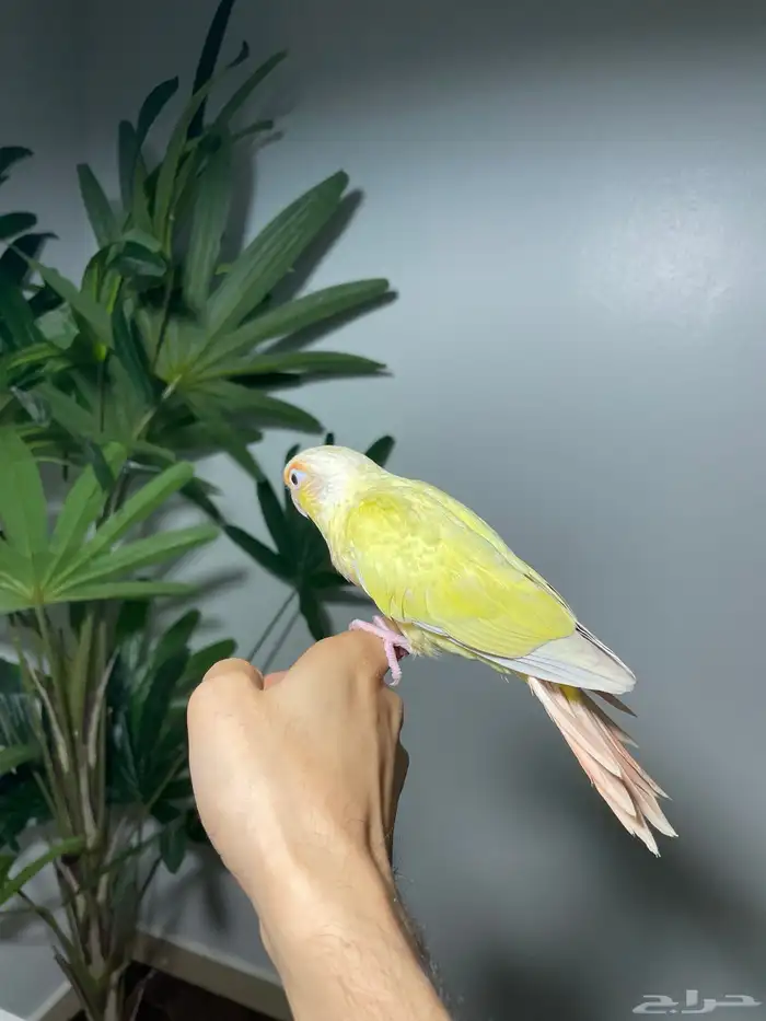 كنيور مون شيك اليف 2