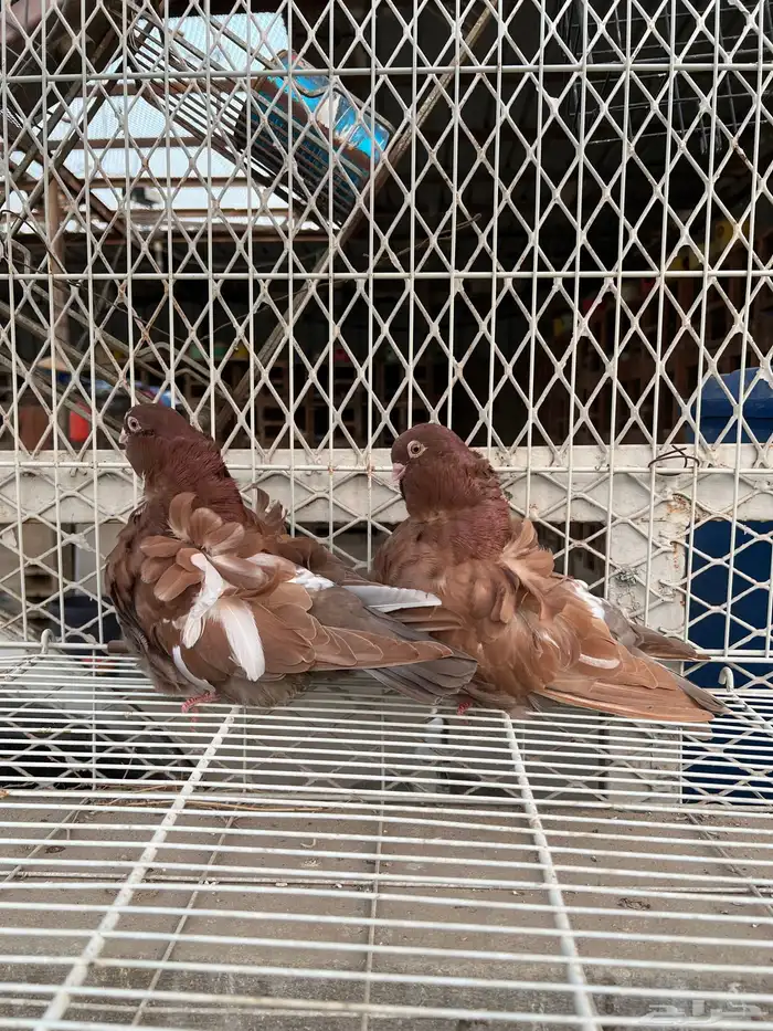 حمام كشكي للبيع مستويات طيبه 3