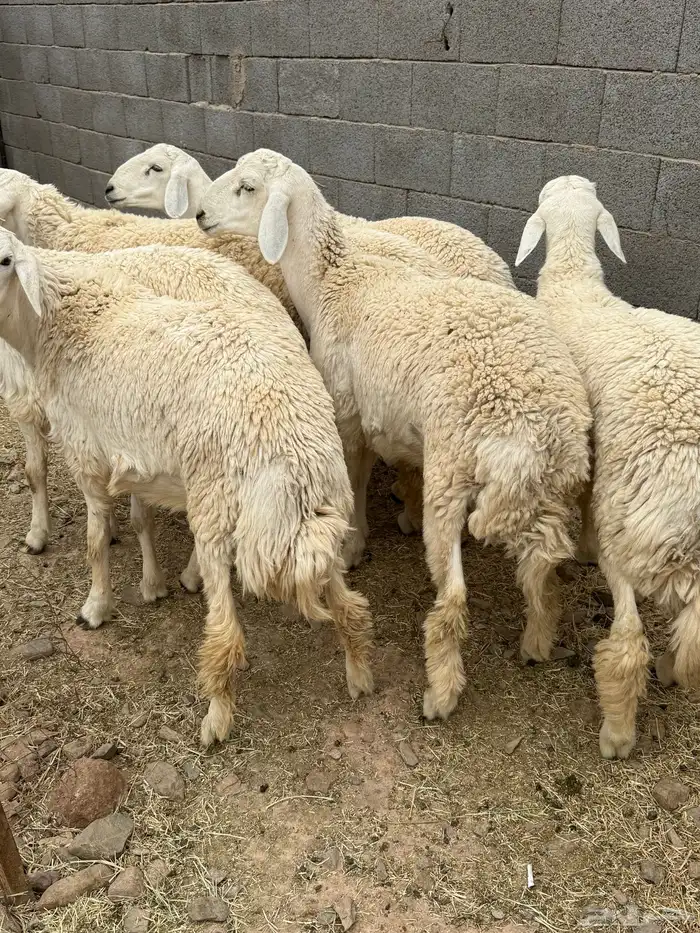 للبيع طليان جبره عمارها من 7 شهور وفوق 2