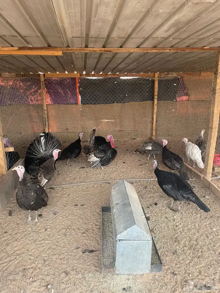 حبش رومي بياض عدد 9 إناثي و 3 ديوك 1