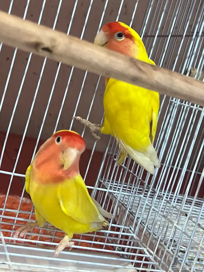 ازواج طيور روز اللوان مميزه منتجه نظافه صحه 0