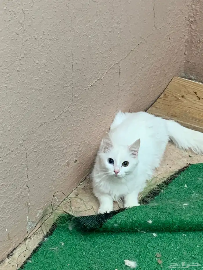 12 قطط لتبني 9