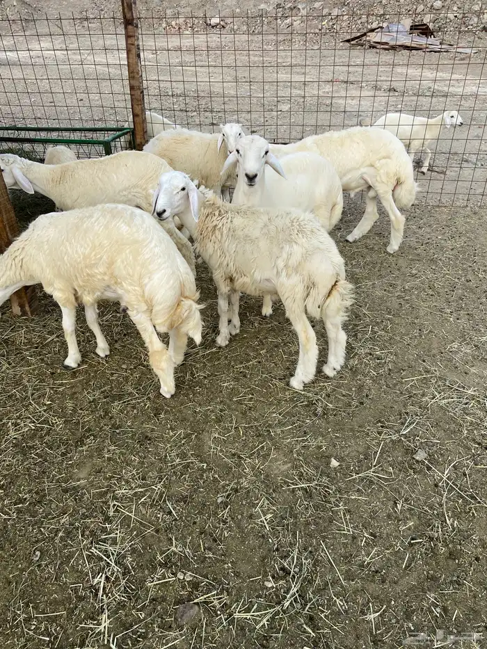 طليان ذبايح مناسبات ذبائح ثلاجه 1