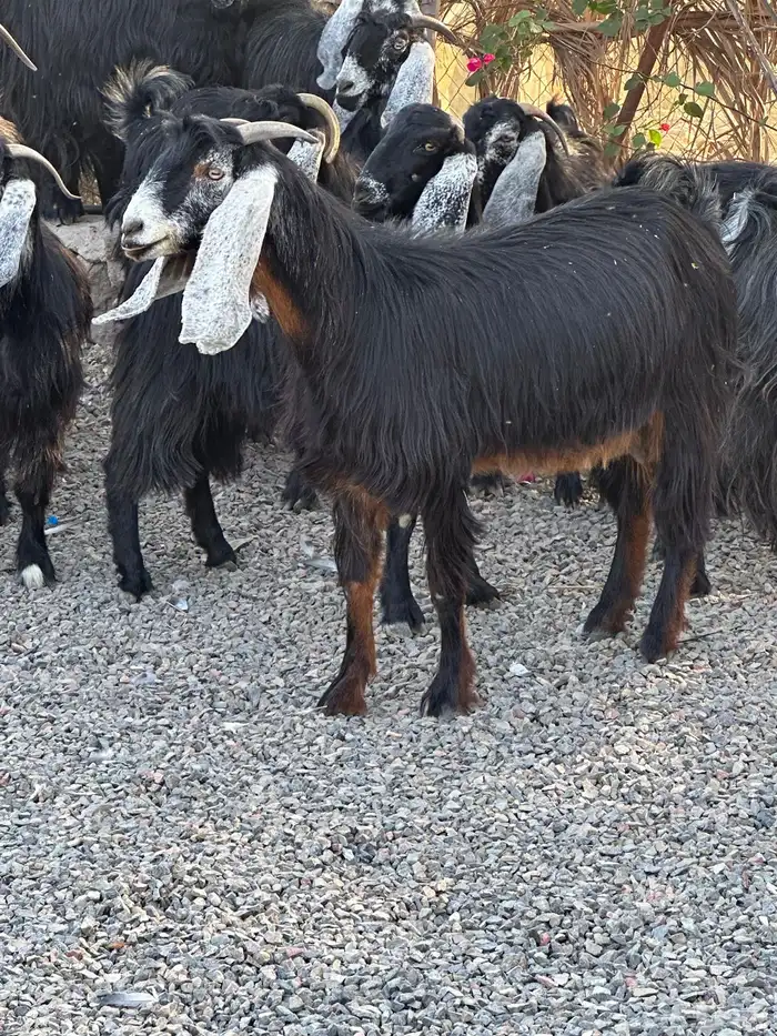 معزاء عوراض درجة أولى جروم ناهية 1