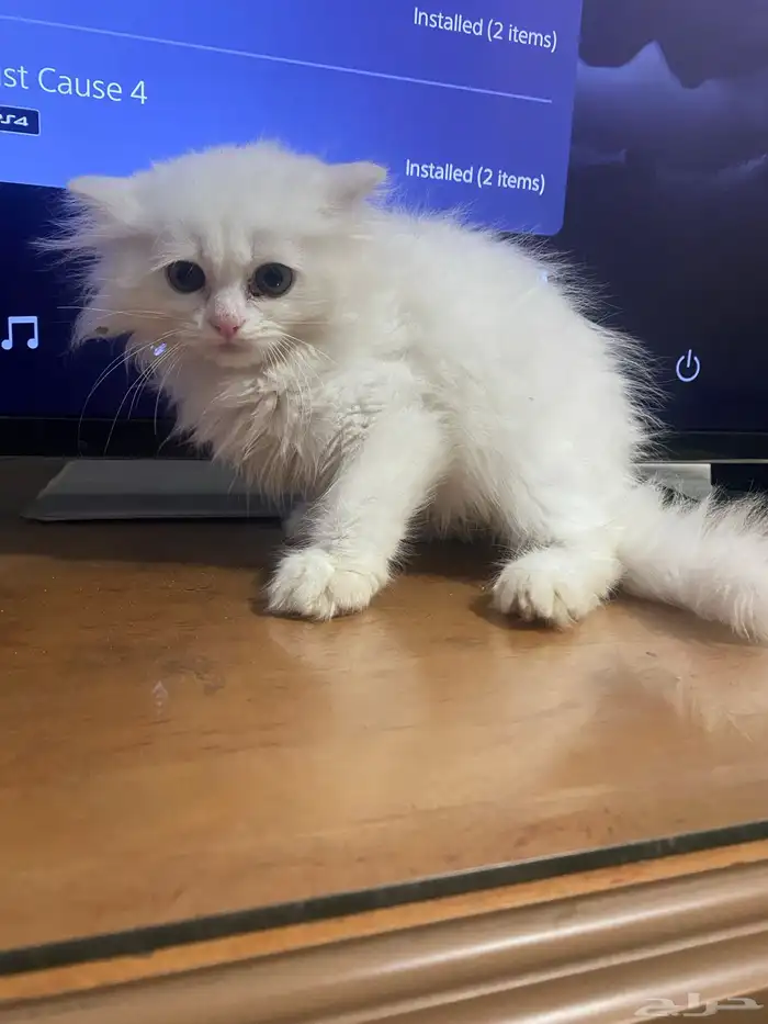 Pure Persian Kitten 1 month old for adoption 1