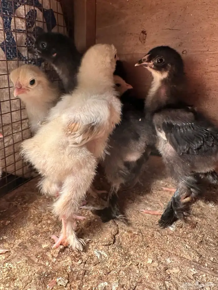 للبيع صيصان براهما الماني مستوى فاخر 3