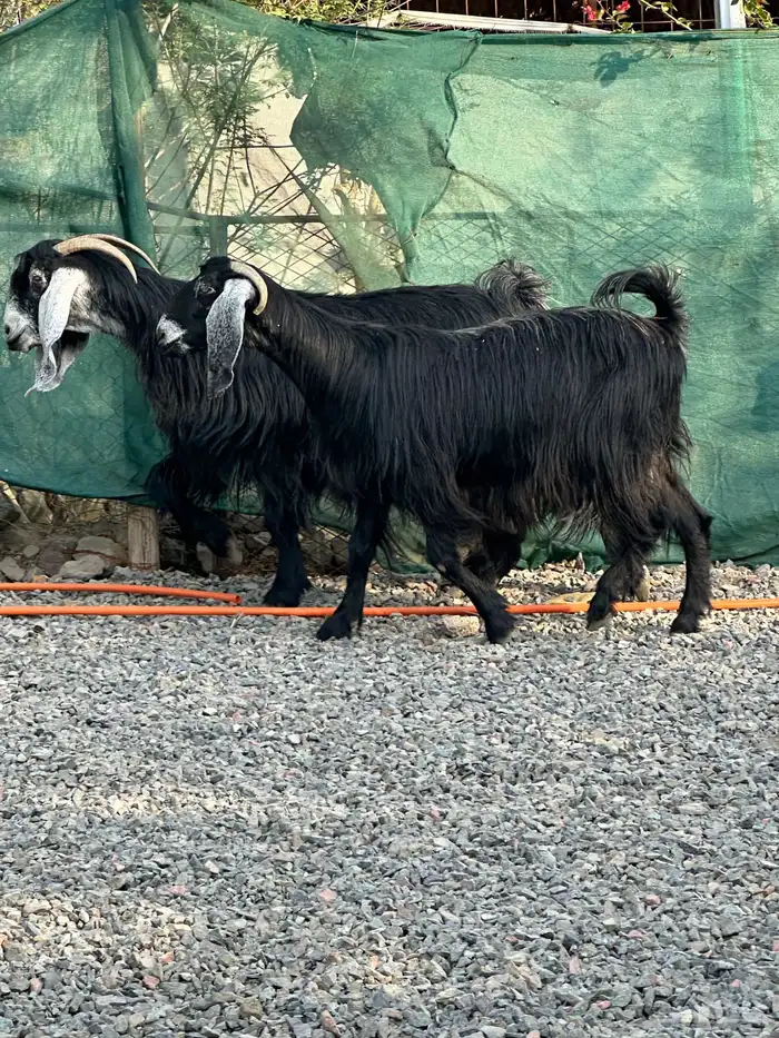 معزاء عوراض درجة أولى جروم ناهية 14