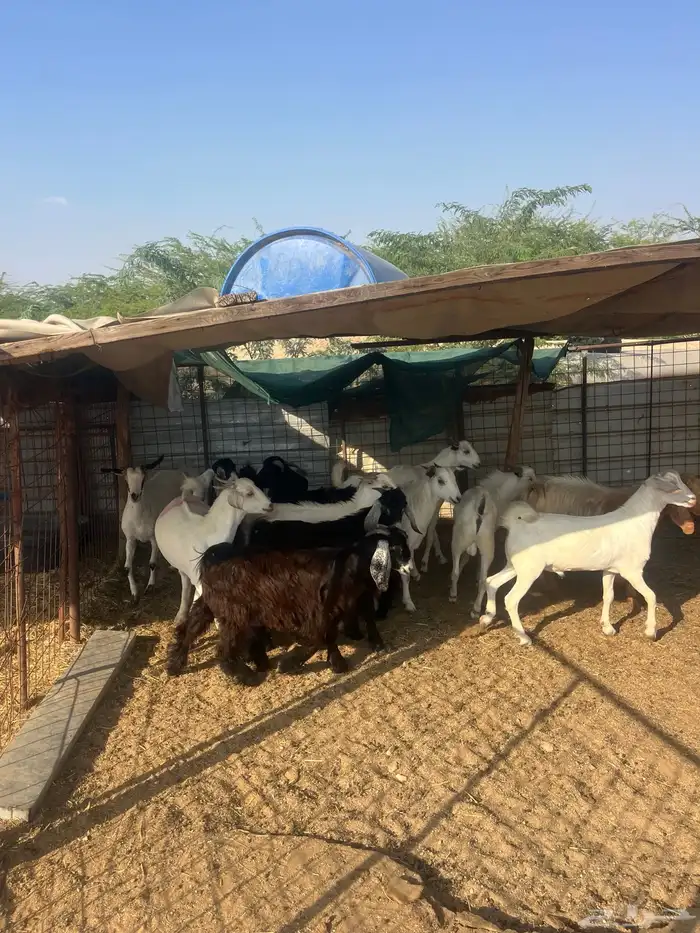 تيوس مخصاه ذبايح مع الذبح وتوصيل209تقيم إيجابي ولله الحمد 9