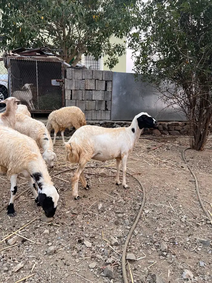 رخال للبيع 2