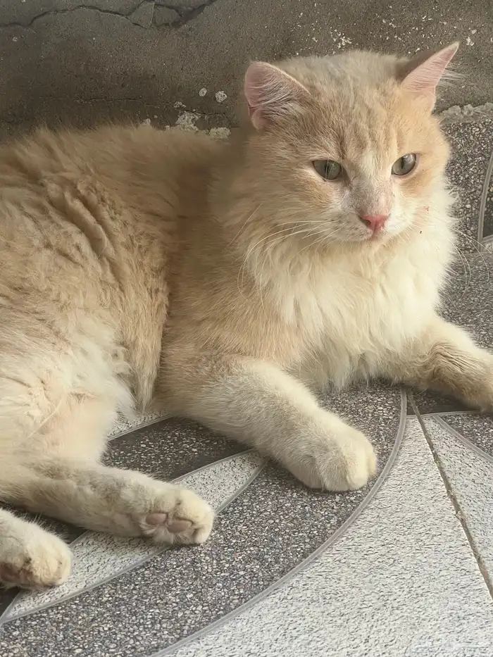 قطو تبني نوعها شيرازي ميكس..لمن يخاف الله فيها (أليفه) 0