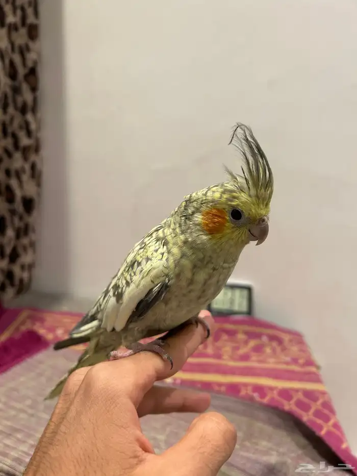 انثى كروان 0