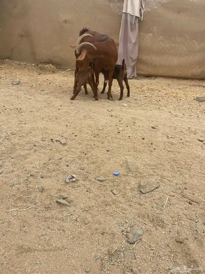 عنز محايليه متوم فاخره 3