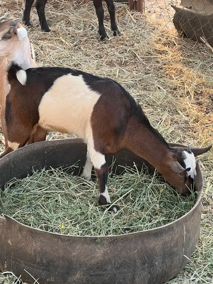 عتود بلدي صحته ممتازه ماشاء الله 3