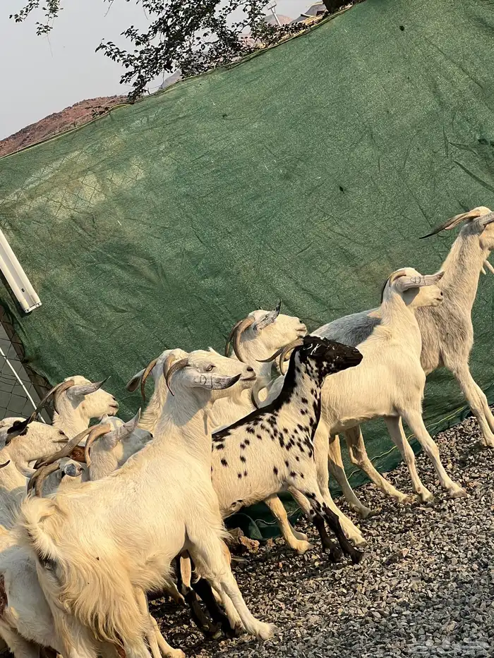 معزا بيشيات بيض فواخر 4