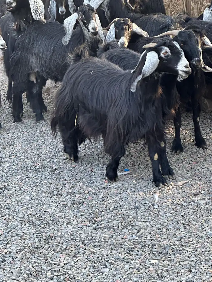 معزاء عوراض درجة أولى جروم ناهية 4