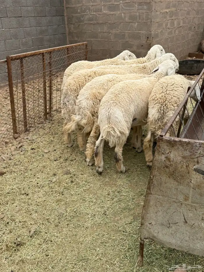 للبيع طليان جبره عمارها من 7 شهور وفوق 6