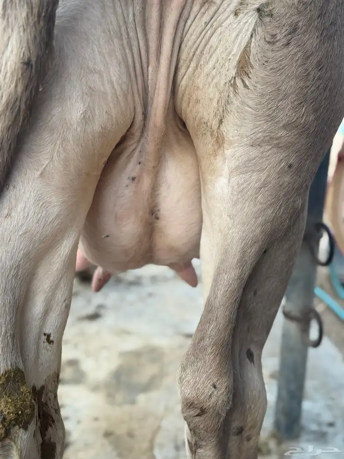 بقره سويسريه براون تحتها عجل 6