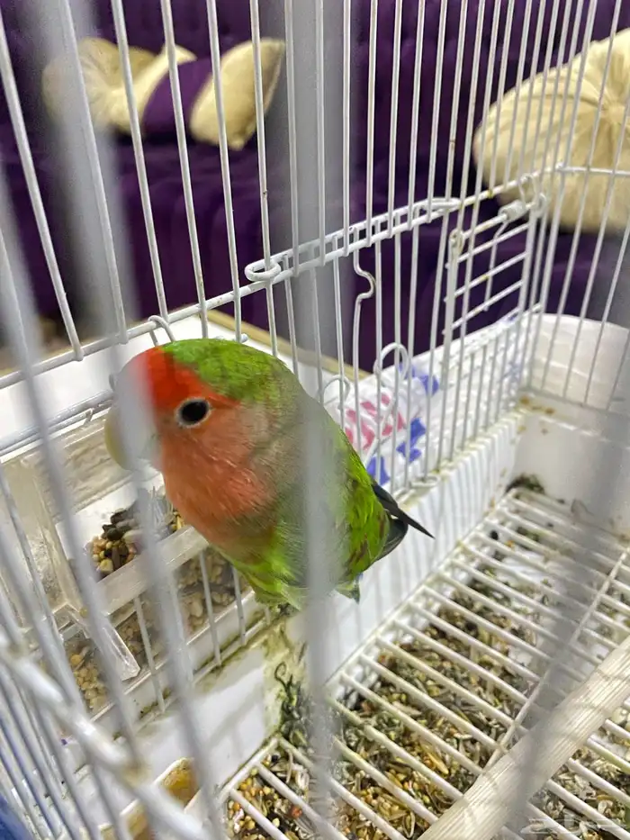 عصفور روز انثى 0