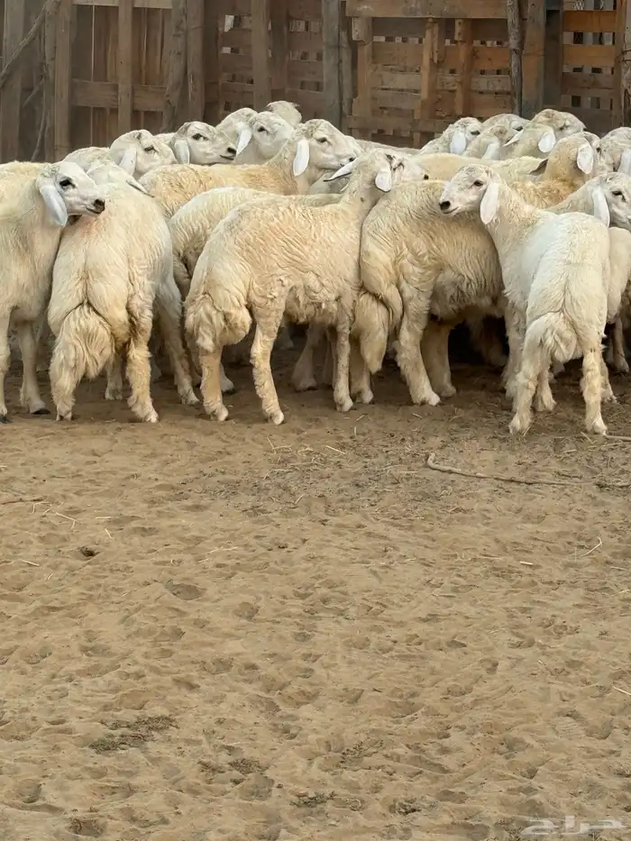 ذبايح حريات من غنم شهران وحمام فرنسي جامبو (زغاليل) 4