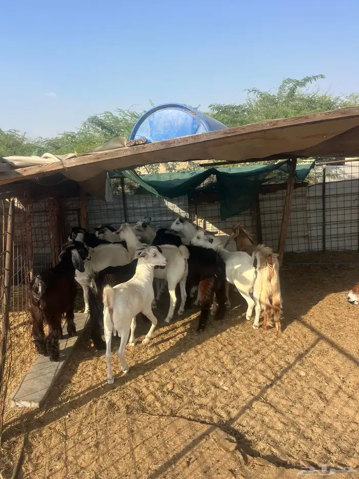 تيوس مخصاه ذبايح مع الذبح وتوصيل209تقيم إيجابي ولله الحمد 7