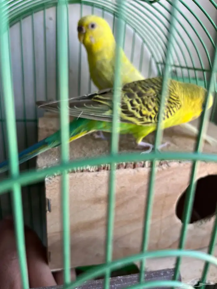 طيور الحب للبيع 2