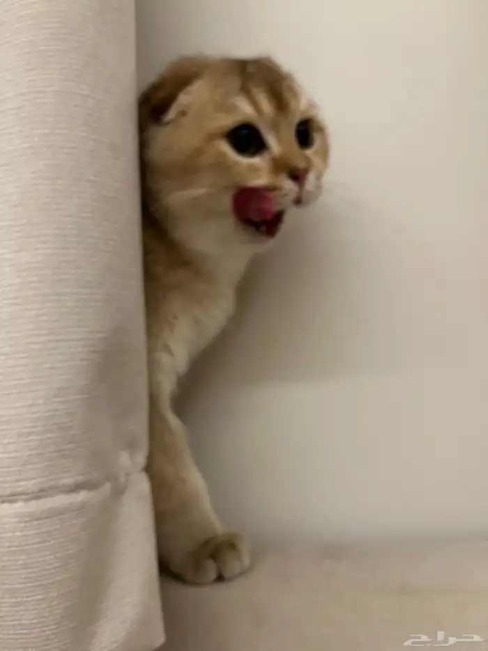 قط سكوتش فولد قولد  ذكر 0