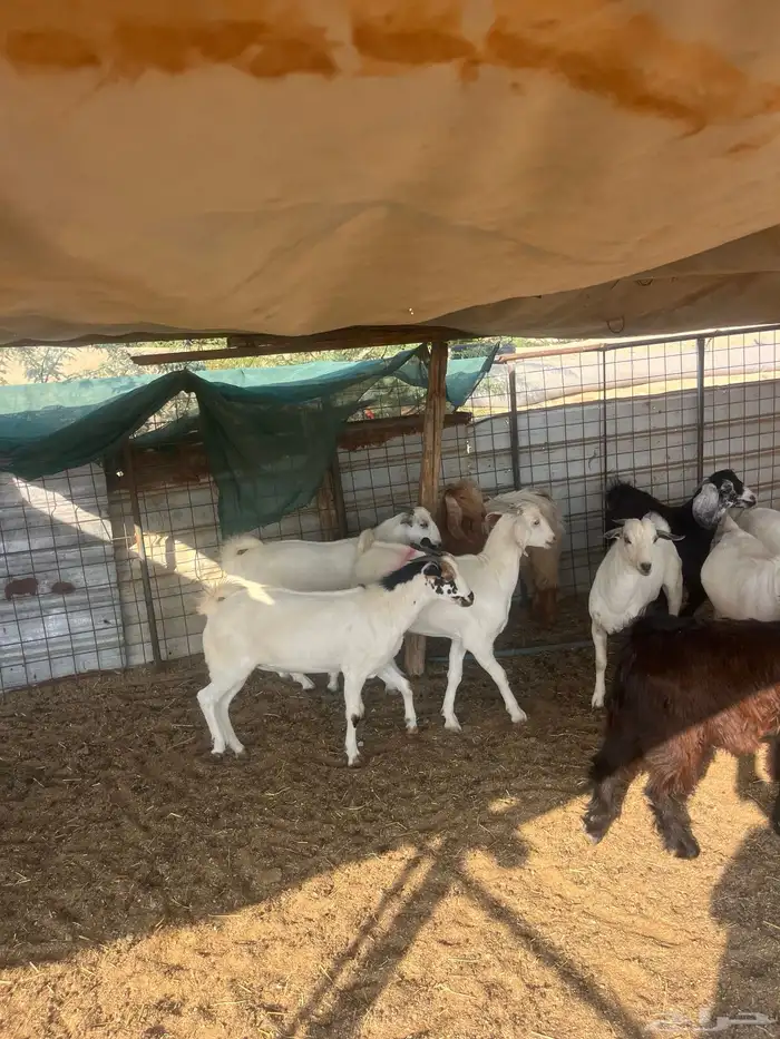 تيوس مخصاه ذبايح مع الذبح وتوصيل209تقيم إيجابي ولله الحمد 0