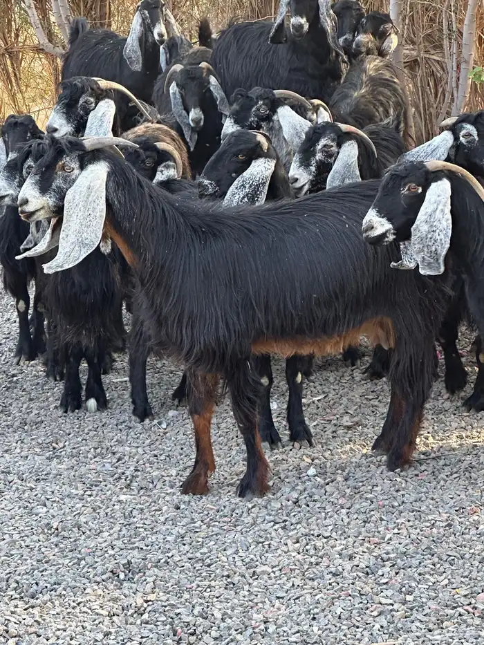 معزاء عوراض درجة أولى جروم ناهية 5