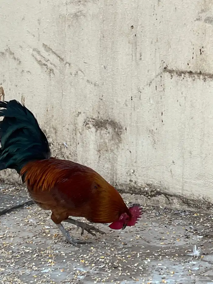 دجاج وديكه 5