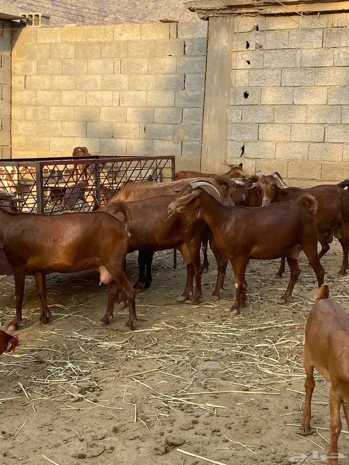 ماعز غنم دهم 0