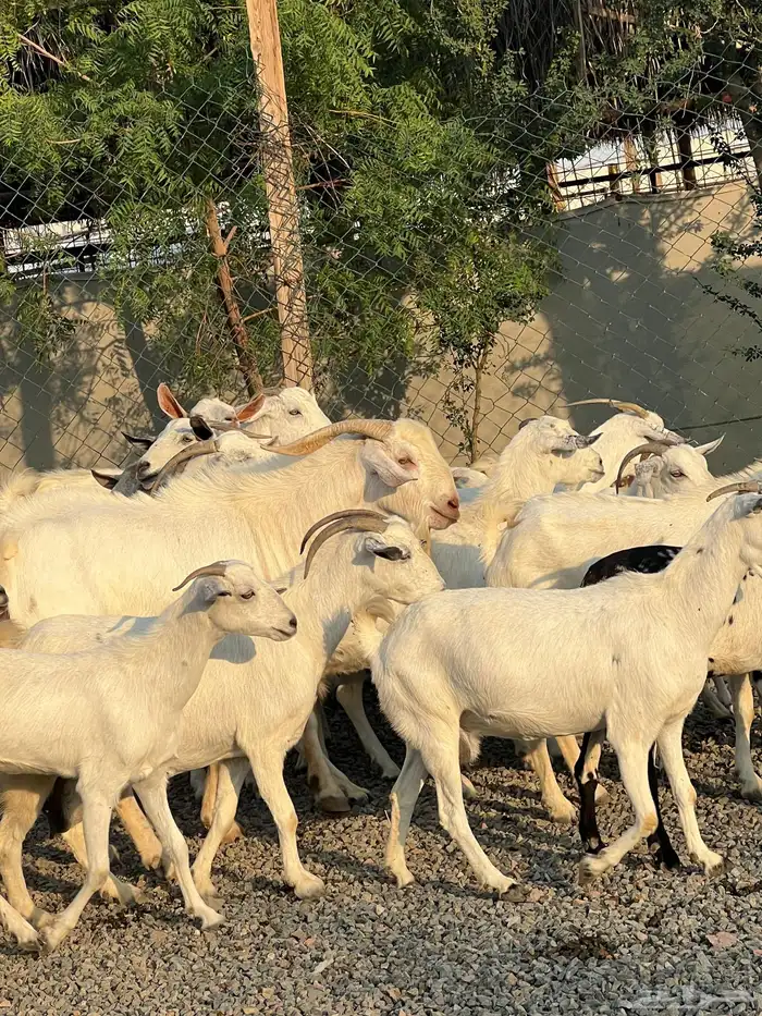 معزا بيشيات بيض فواخر 14