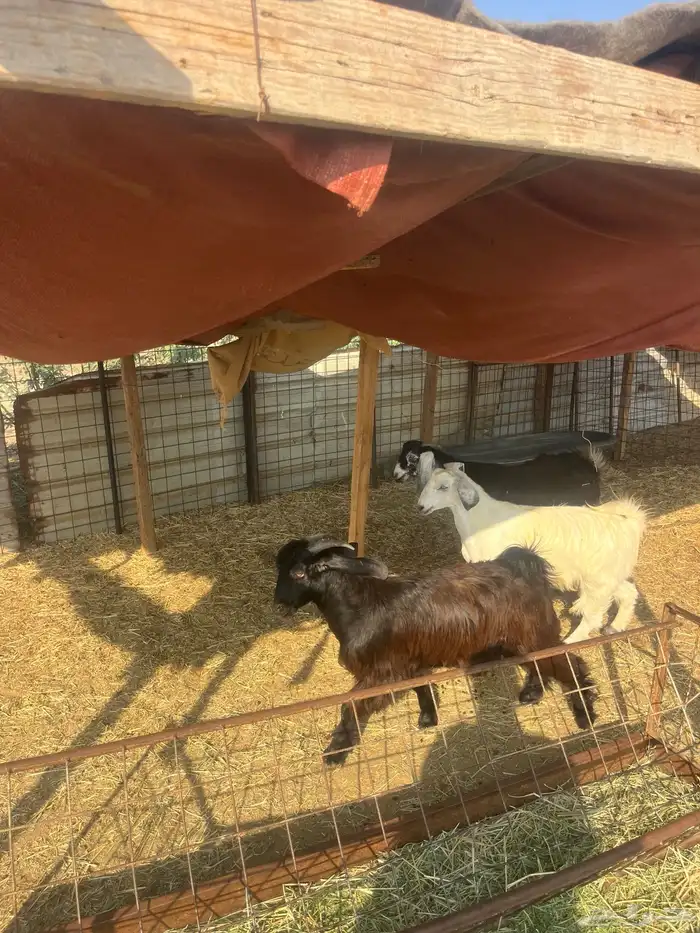 تيوس مخصاه ذبايح مع الذبح وتوصيل209تقيم إيجابي ولله الحمد 13