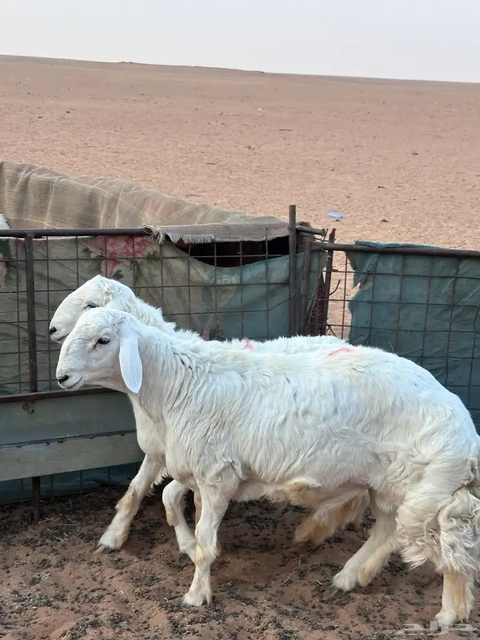 مشاريع فحول طيبة انتاج عندنا 0