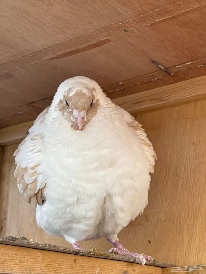 محكر حمام وقفص وحمام شرازي وكينق 1