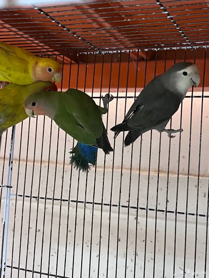 ازواج طيور روز اللوان مميزه منتجه نظافه صحه 2