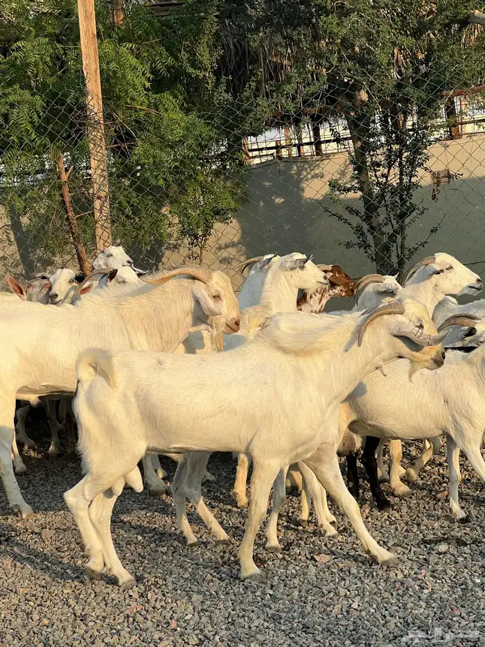 معزا بيشيات بيض فواخر 17