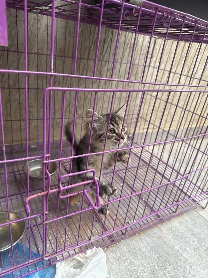 قطة للتبني أنثى 0