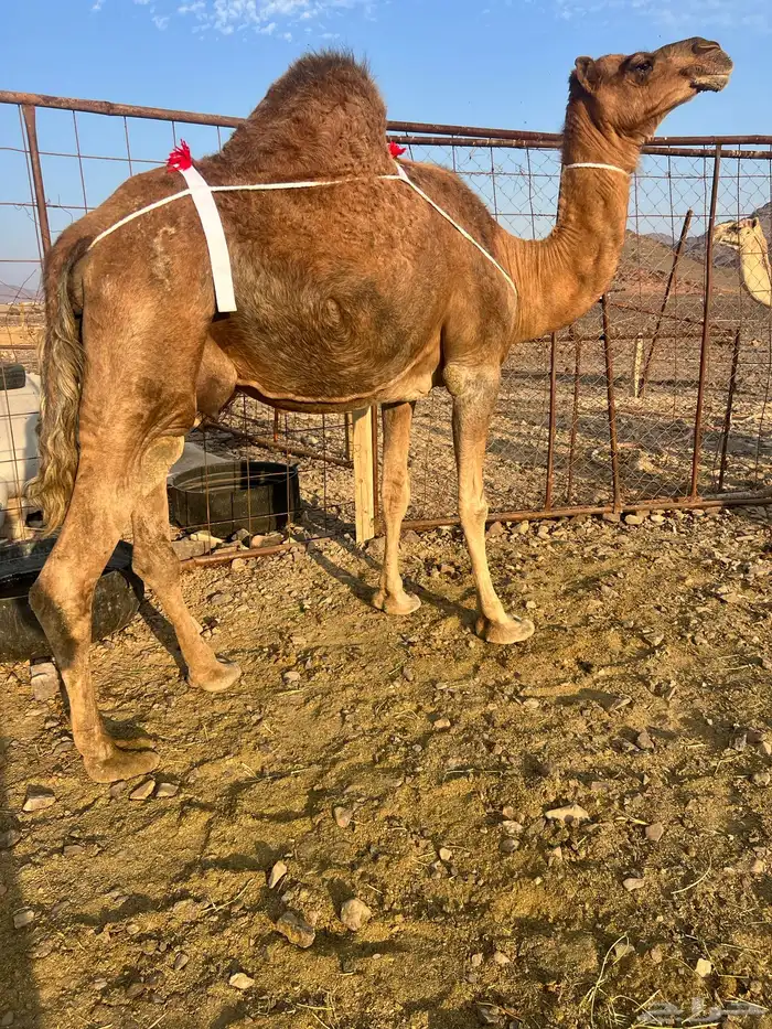 خلفه حمر ساحليه منيحه ب 9200 تم البيع 6