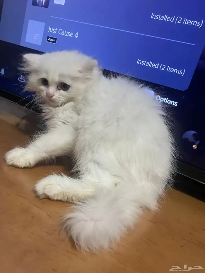 Pure Persian Kitten 1 month old for adoption 2