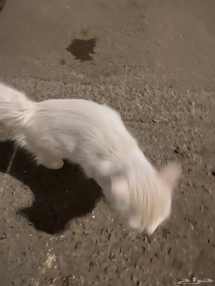 لقيت قطة ضايعه 3