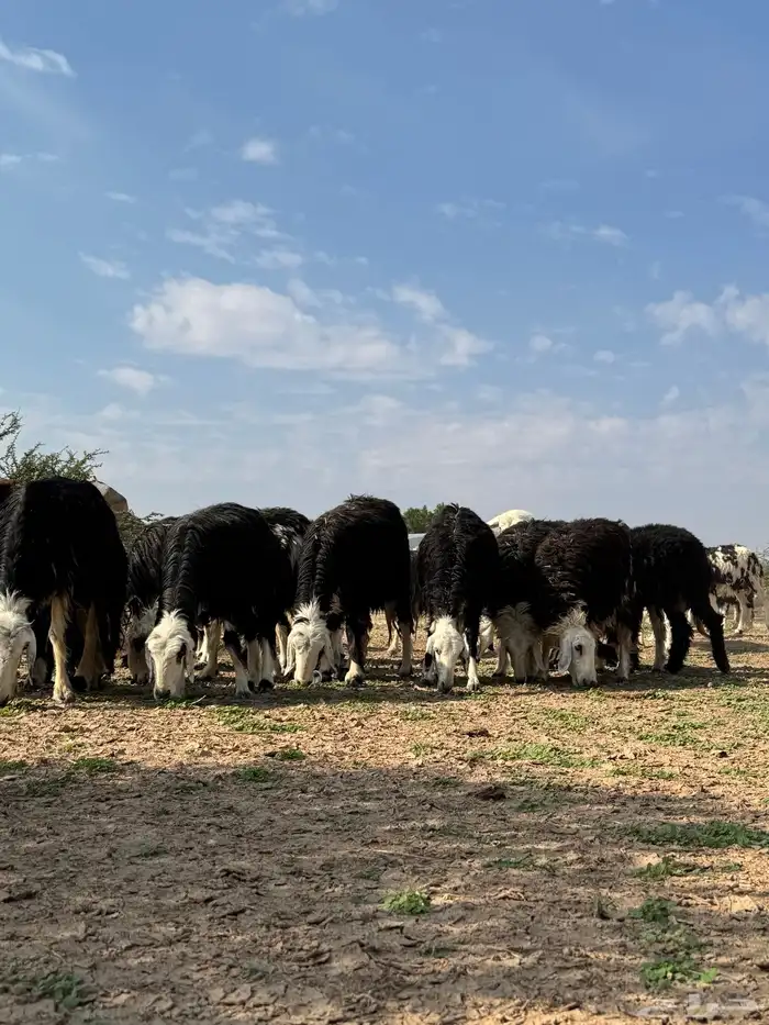 رخال وضأن نجد مواليد ودفيع وضريع 8