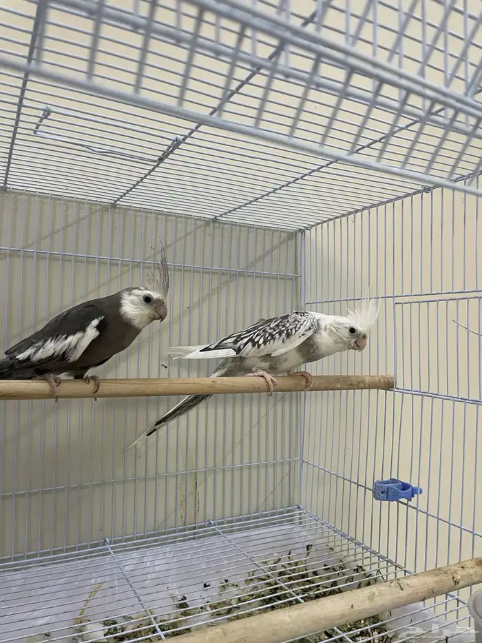 زوج كروان تحتهم فرخ البيتو 0