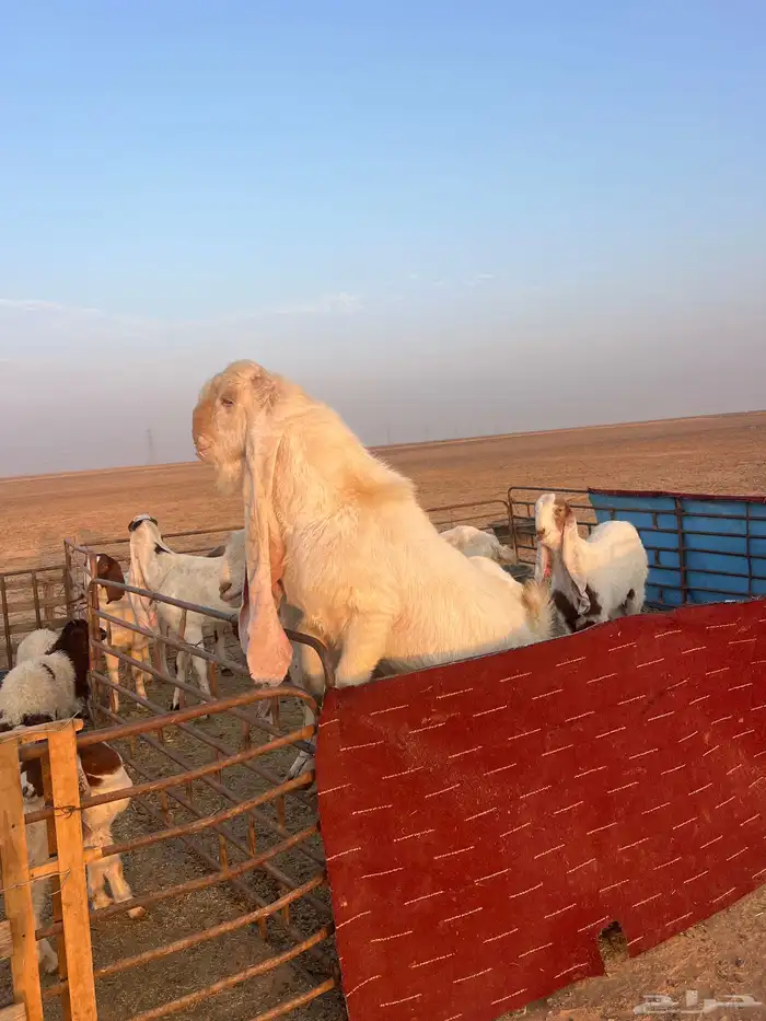 معزا هولنديات اصليات 10