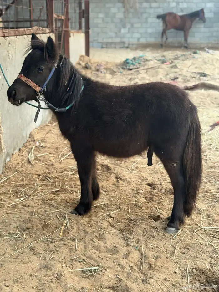 مهر سيسي طيب 3