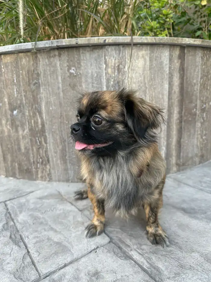 للبيع انثى بكنيز نادره سنة ونصف لطيفة جدا كامل التطعيمات 2