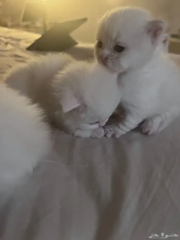 كيتنز للبيع 0