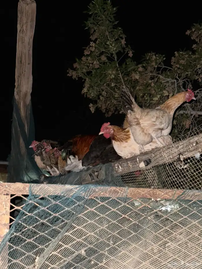 للبيع دجاج بلدي 1