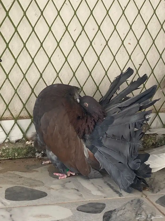 دكر فانتيل لون ومستوا بطل 2